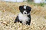 BORDER COLLIE 603